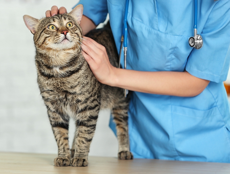 Veterinary Jobs in Fontana